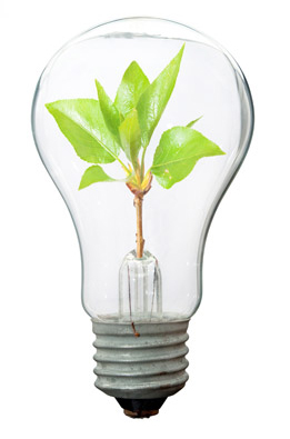 bulb copy